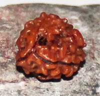 Three mukhi 21- 15mm